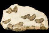 Cluster Of Ordovician Trilobites (Sokhretia?) - Erfoud, Morocco #186745-8